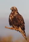 Raufussbussard